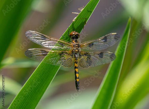 Female Calico Pennant on Wetland Grass