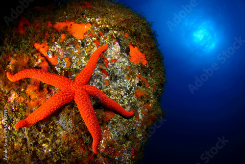 Estrella de mar sobre pared del arrecife photo