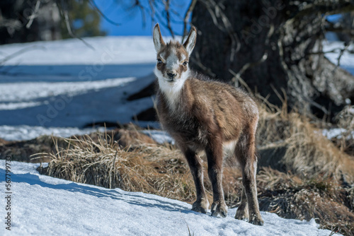 Obraz na płótnie Young alpine chamois (Rupicapra rupicapra) standing in a snowy forest on a sunny winter morning in the Italian Alps, January. w salonie