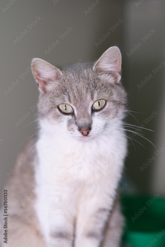 Cat sitting in the veterinary box. Stray cat in the animal hospital. High quality photo