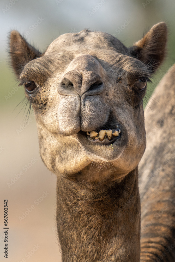 Obraz premium Close-up of a desert dromedary camel facial expression with its mouth and teeth showing in the Middle East in the United Arab Emirates with a look at the hairy detail.