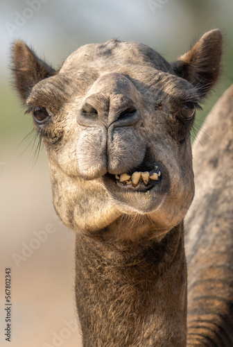Close-up of a desert dromedary camel facial expression with its mouth and teeth showing in the Middle East in the United Arab Emirates with a look at the hairy detail. © KingmaPhotos
