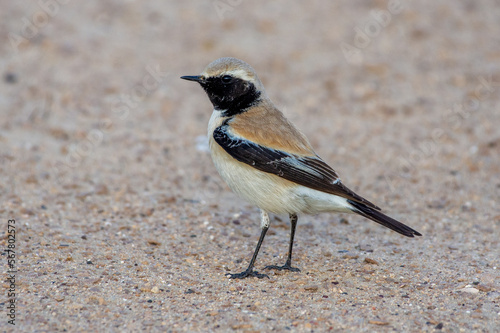 Desert Wheatear (Oenanthe deserti) in the united arab emirates sand photo