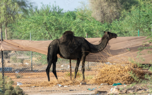 Black Dromedary camels  Camelus dromedarius  eating trees in the United Arab Emirates desert sand.