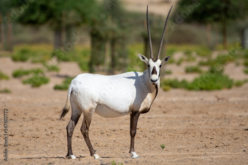 An arabian oryx (Oryx leucoryx) critically endangered resident of the Arabian Gulf stands in the hot desert sand. photo
