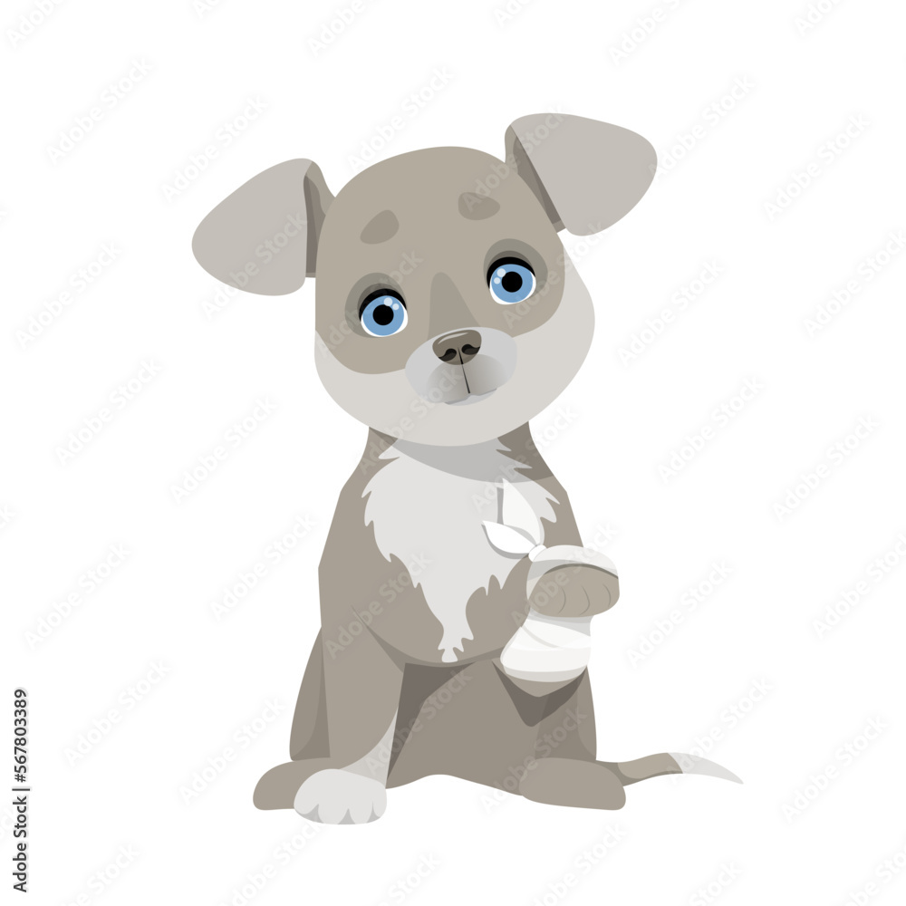 Small gray dog with a paw wrapped in a white bandage Small gray dog with a paw wrapped in a white bandage