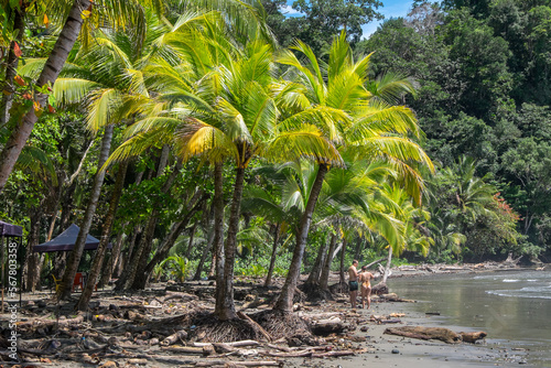 Palmeral en Playa Ventanas en la provincia de Puntarenas en la costa del Pacífico de Costa Rica photo