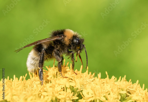 Piękna pszczoła podczas posiłku na zielonej łące wśród żółtych kwiatów