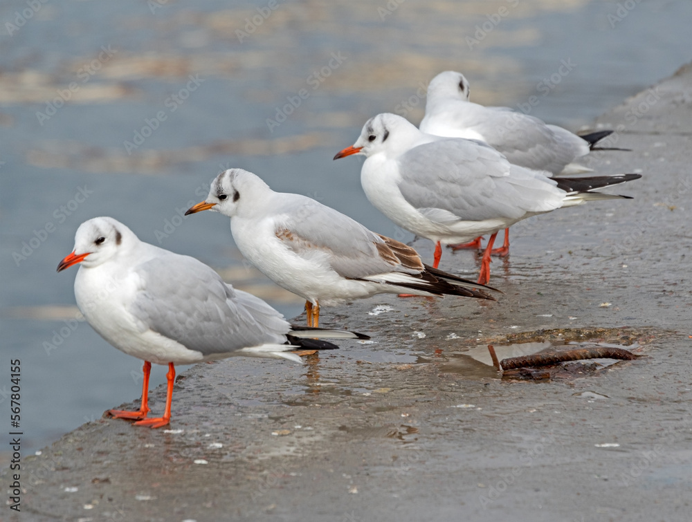 A beautiful white seagulls stands on a wall A beautiful white seagulls stands on a wall