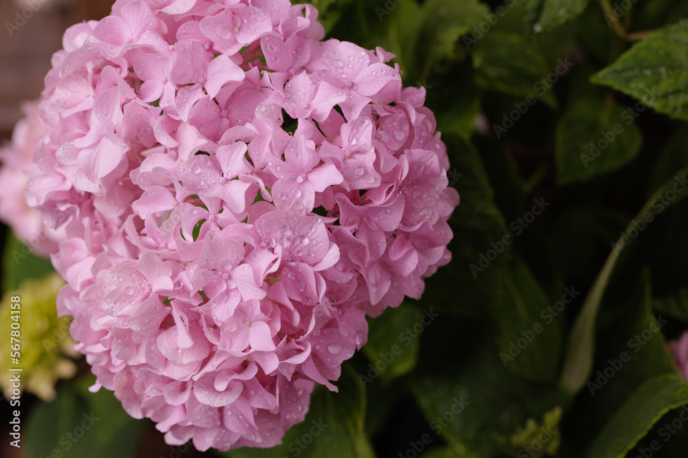 Hydrangea macrophylla, large-leaved pink hydrangea, close-up with dew drops Hydrangea macrophylla, large-leaved pink hydrangea, close-up with dew drops