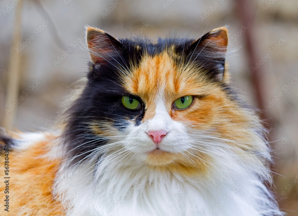 A beautiful fluffy cat looks straight ahead A beautiful fluffy cat looks straight ahead