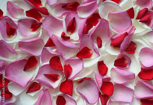 background of bright multicolored rose petals on the surface, background