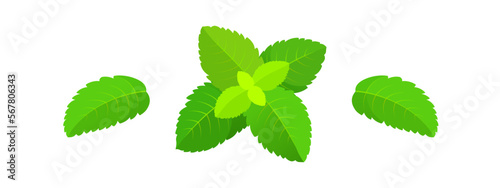 Mint leaves vector set. Peppermint leaf, mint plant photo