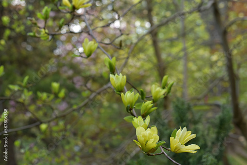 Yellow magnolias in the botanical garden