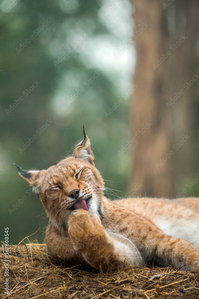 Naklejka premium Lynx