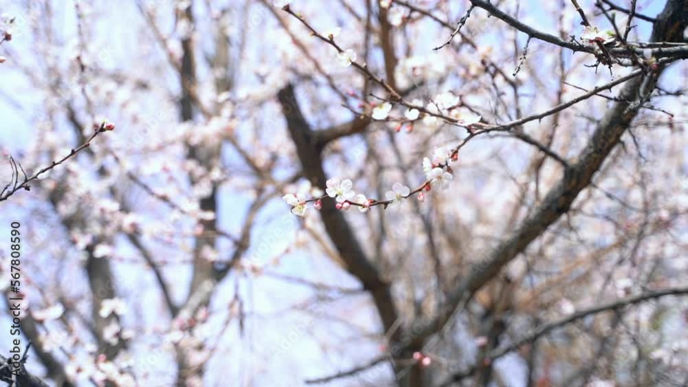 Flowers on branches of blossoming apricot tree against blue sky background, bees flying around, slow motion Flowers on branches of blossoming apricot tree against blue sky background, bees flying around, slow motion