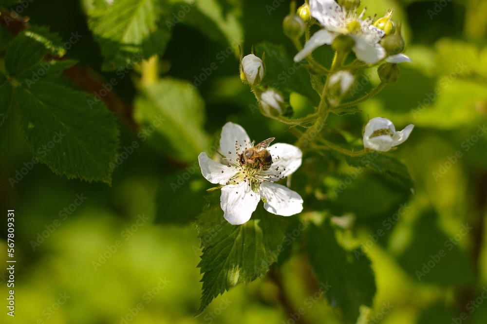 Blossoming blackberry bush and bee seening nectaring, sunny summer day Blossoming blackberry bush and bee seening nectaring, sunny summer day