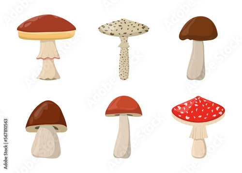 Amanita Toadstool Porcini Suillus Shiitake mushroom. Organic mushrooms. Truffle brown cap. Forest wild mushrooms types. Colorful PNG illustration.