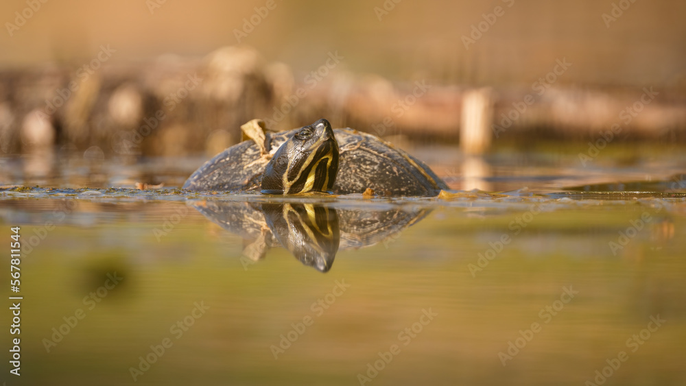 Europäische Sumpfschildkröte (Emys orbicularis) Europäische Sumpfschildkröte (Emys orbicularis)