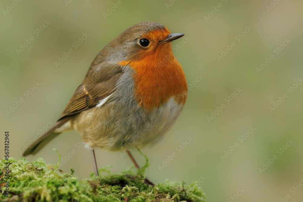 Fototapeta premium European robin is looking for food in the green moss.