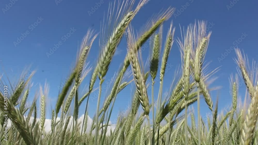 Green wheat ears field and blue sky background. Selective focus, close up and below shooting. Green wheat ears field and blue sky background. Selective focus, close up and below shooting.