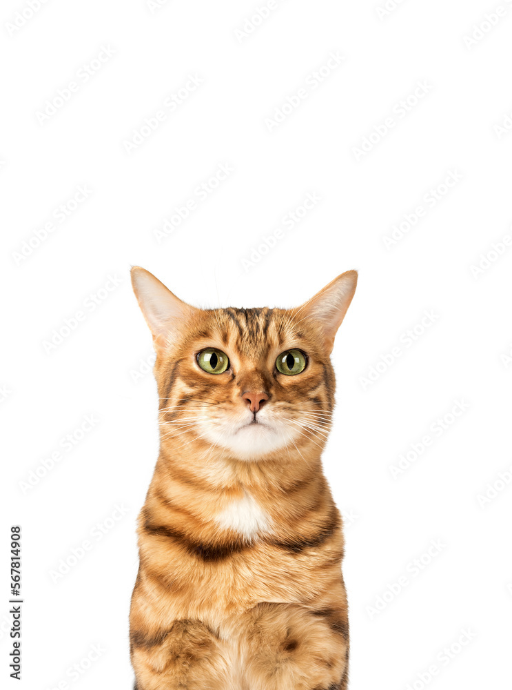 Funny cat face on a white background.