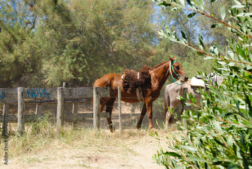 Brown horse with natural saddle