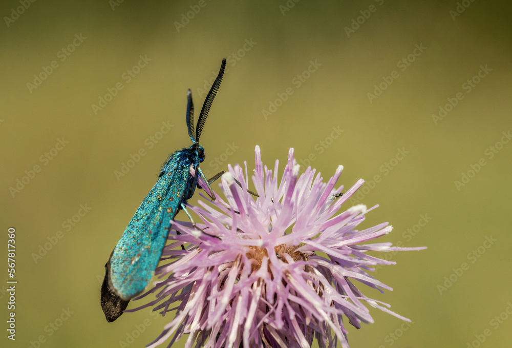 Piękny błękitny lśniący motyl na różowej koniczynie na zielonej łące - obrazy, fototapety, plakaty 