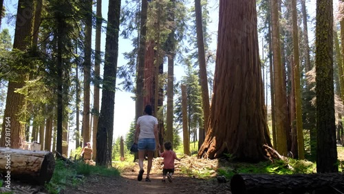 Family mother with children 2 and 5 years old walking in Yosemite National Park California redwoods sequoia USA healthy lifestyle summer vacations natural environment photo