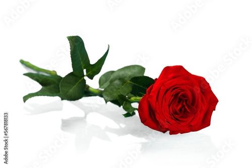 Fototapeta Naklejka Na Ścianę i Meble -  Red Rose with Green Stem