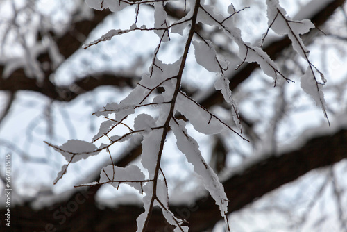 Snow covered tree branch close-up after a recent heavy snowfall.