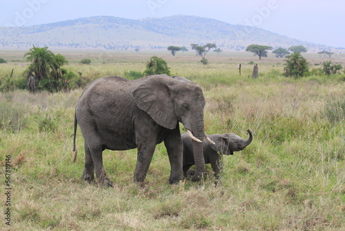 Adult and baby elephant in savannah