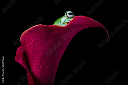 Wallace's flying frog (Rhacophorus nigropalmatus), also known as the gliding frog photo