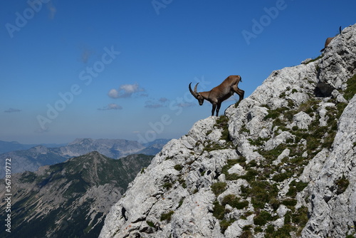 Alpensteinbock in den Eisenerzer Alpen (Weibchen)