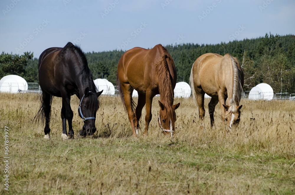 Mountain landscape and beautiful horses on an autumn meadow, Plana mountain, Bulgaria Mountain landscape and beautiful horses on an autumn meadow, Plana mountain, Bulgaria