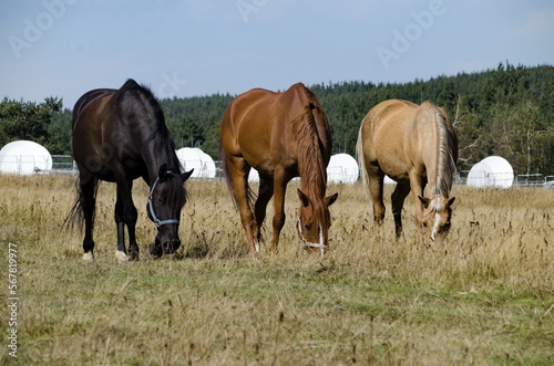 Mountain landscape and beautiful horses on an autumn meadow, Plana mountain, Bulgaria 