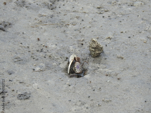 Atlantic sand fiddler crab emerging from its burrow in a coastal marshland, within the Croatan National Forest, Craven County, North Carolina. photo