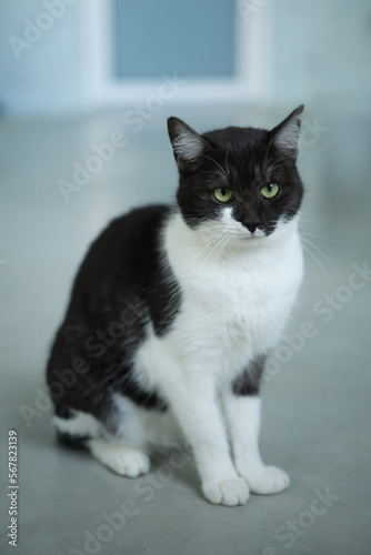 Hungry cat with green eyes looking and waiting for food. High quality photo