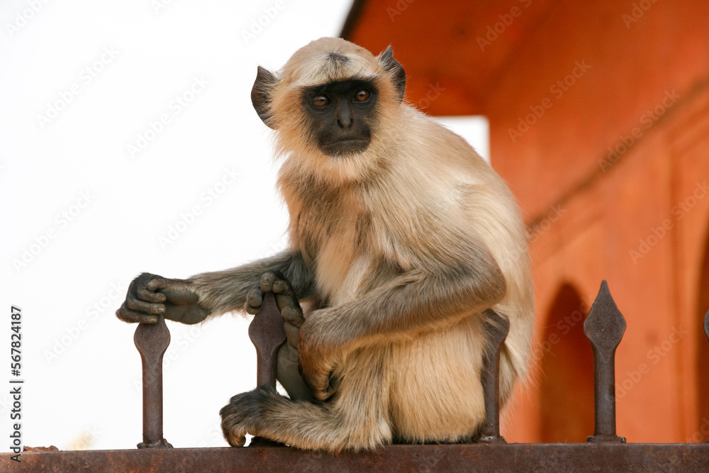 Fototapeta premium A portrait of one young Gray Langur monkey, Semnopithecus, sitting on a fence at Amber Fort, Jaipur, India