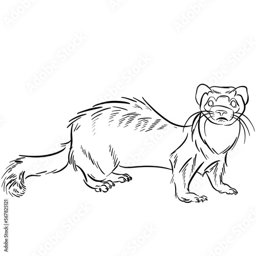 Line drawing at the zoo of ferret in the Mustelids
 family  photo
