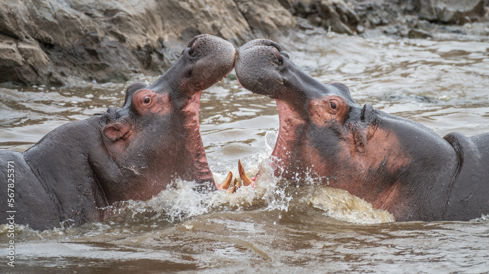 Fototapeta premium Detail of the head, teeth and eyes of two hippos fighting each other in the Serengeti (Tanzania).