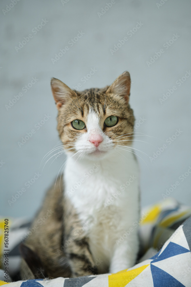 Obraz premium Female volunteer holding a stray cat in her arms. Kyiv, Ukraine. High quality photo