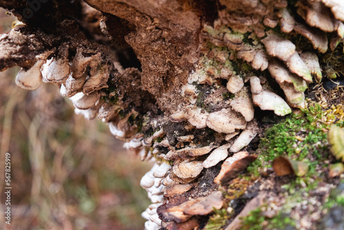 fungi under dead tree