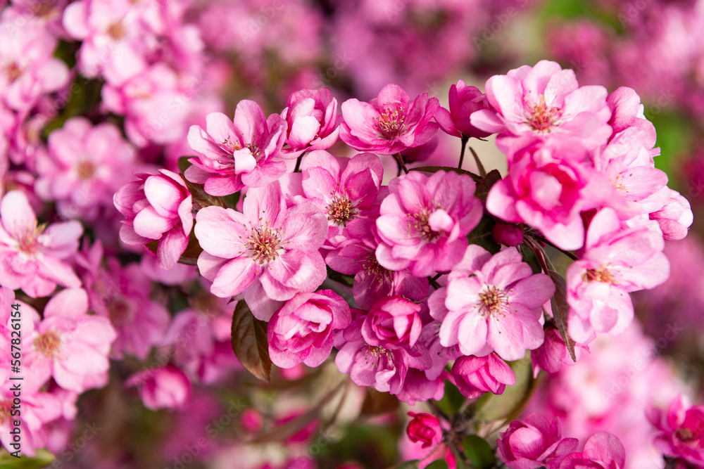 pink flower buds closeup of blooming sakura tree in spring