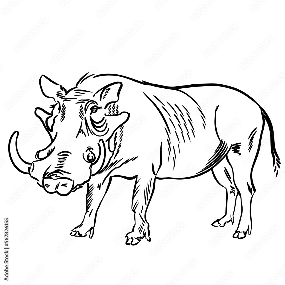 Line drawing at the zoo of wart hog