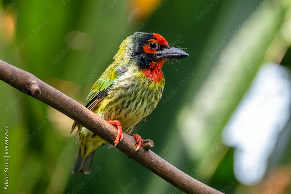 The coppersmith barbet (Psilopogon haemacephalus), also called crimson-breasted barbet and coppersmith