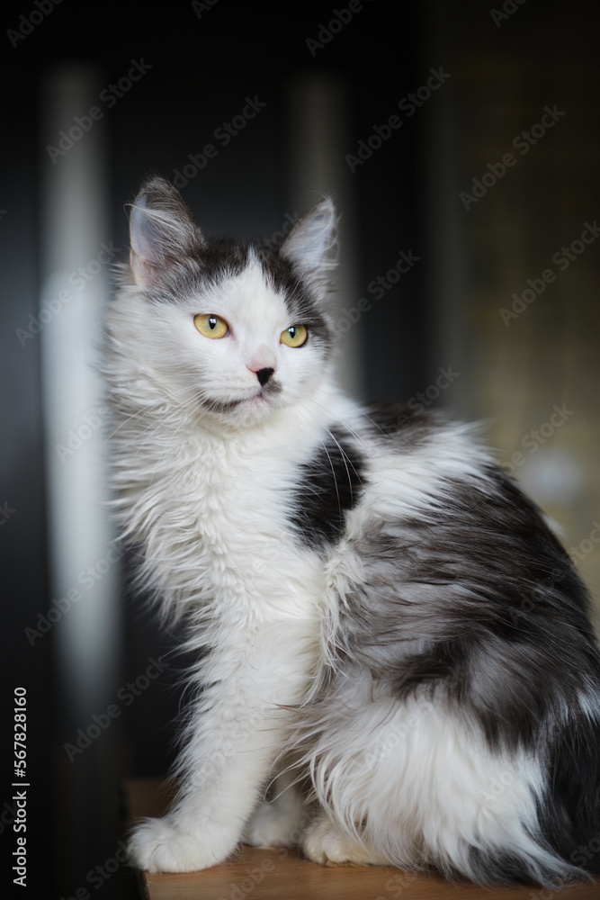 Female volunteer holding a stray cat in her arms. Kyiv, Ukraine. High quality photo Female volunteer holding a stray cat in her arms. Kyiv, Ukraine. High quality photo