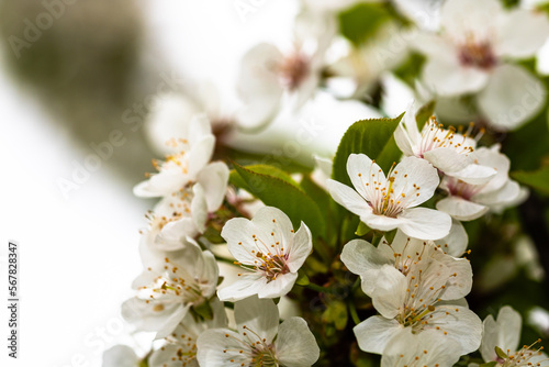 Fototapeta Naklejka Na Ścianę i Meble -  Spring flowering trees with white flowers in the garden. Spring background and blossom tree