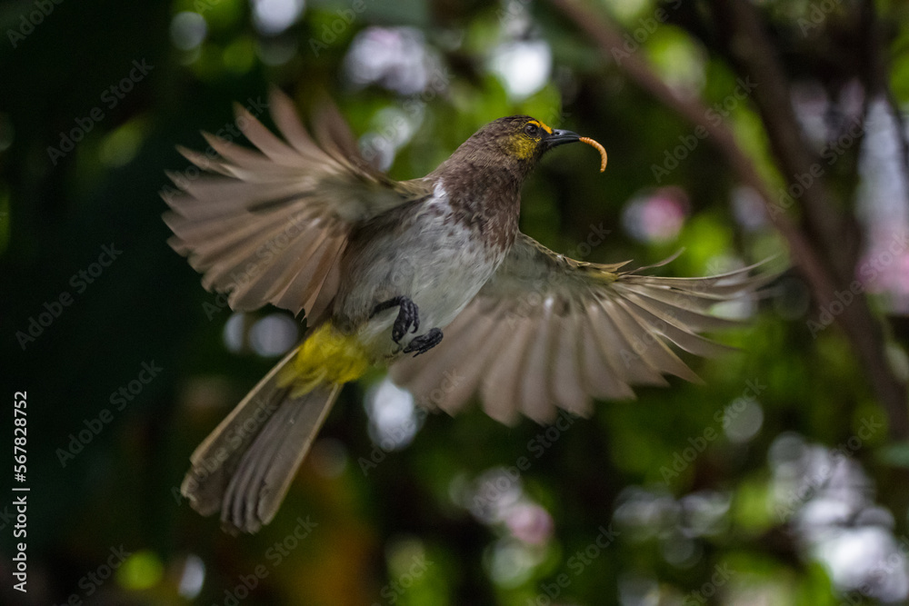 Obraz premium The sooty-headed bulbul (Pycnonotus aurigaster)