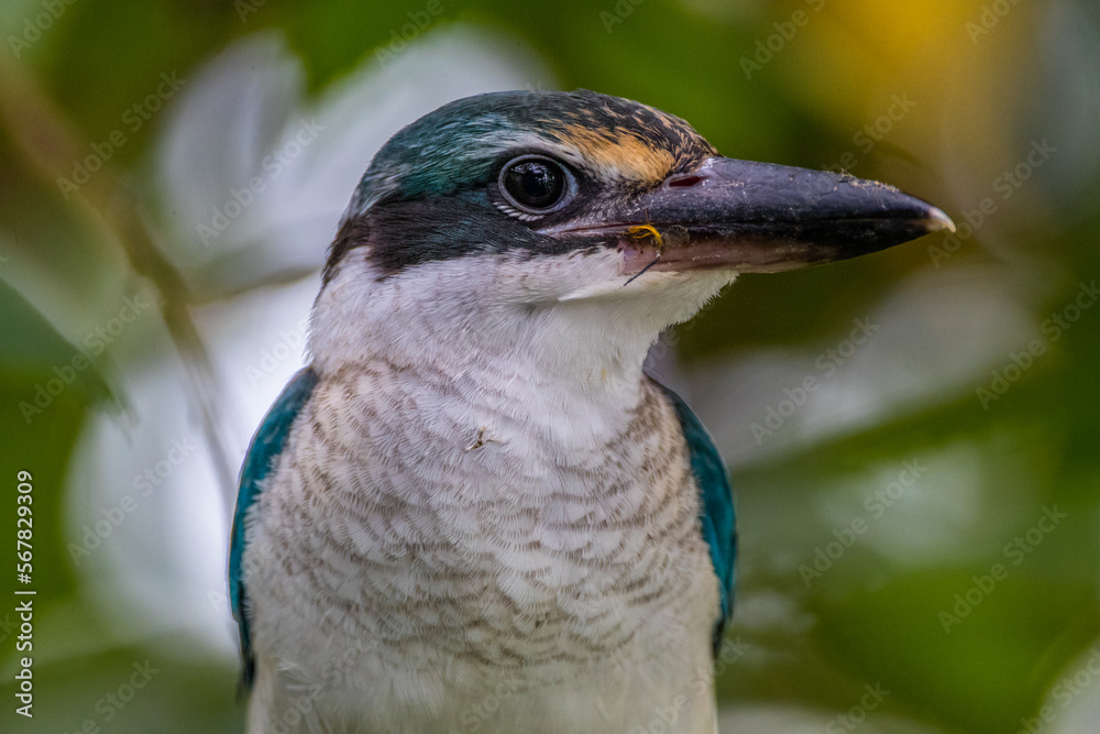 The collared kingfisher (Todiramphus chloris) The collared kingfisher (Todiramphus chloris)